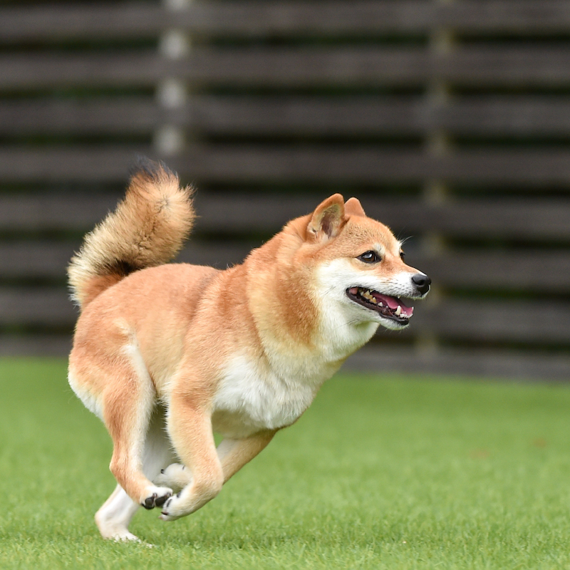 愛犬と一緒にキャンプ