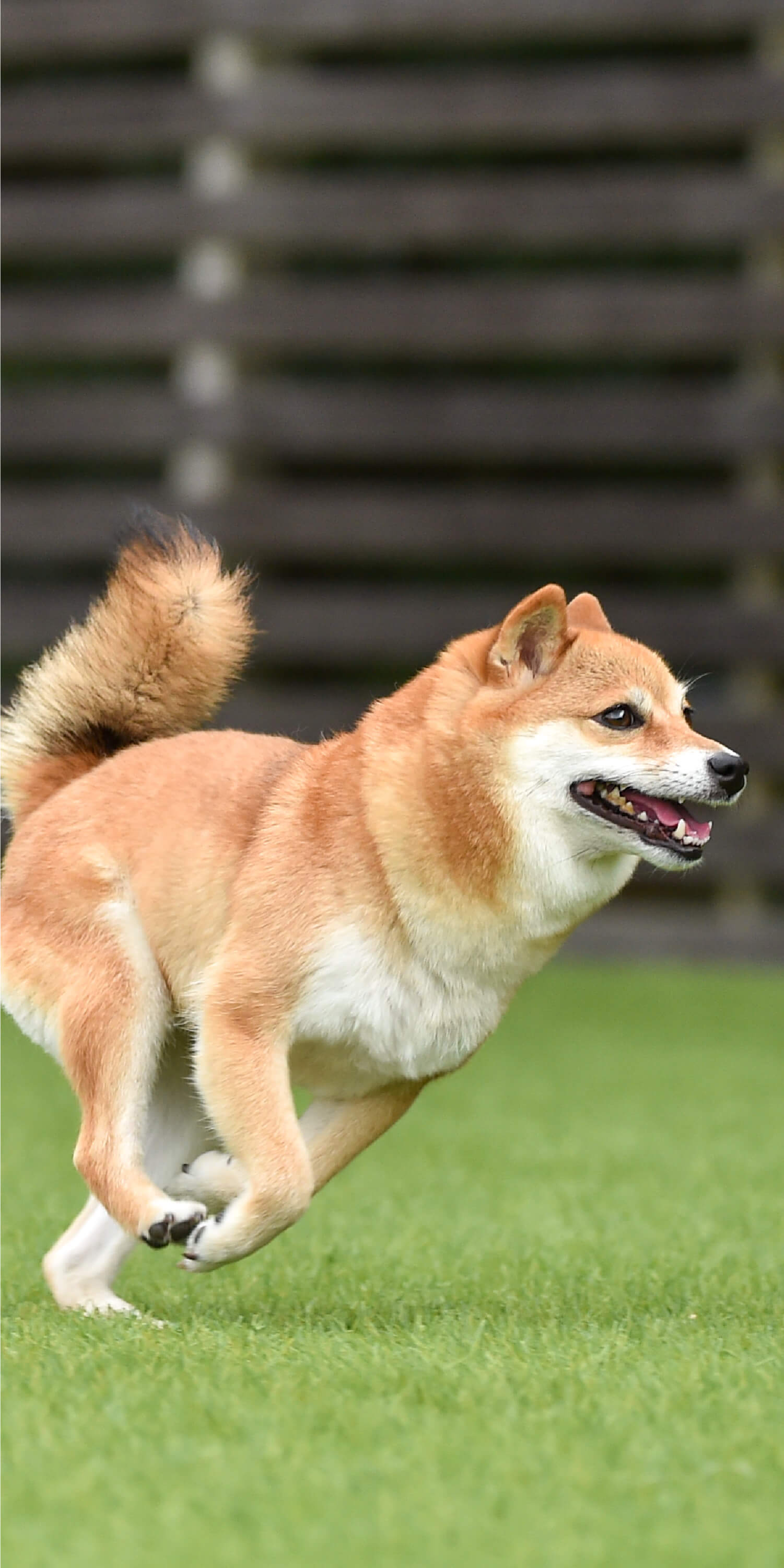 夏でも冬でもさぁ、キャンプ